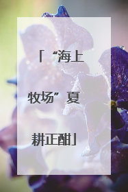 “海上牧场”夏耕正酣