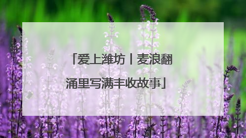 爱上潍坊丨麦浪翻涌里写满丰收故事