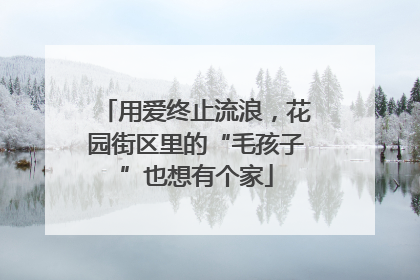 用爱终止流浪，花园街区里的“毛孩子”也想有个家