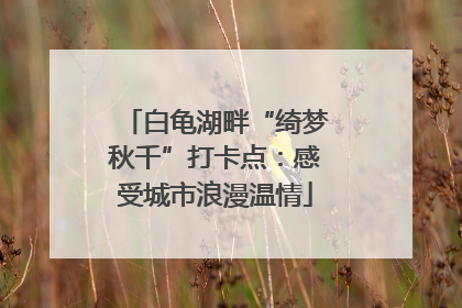 白龟湖畔“绮梦秋千”打卡点：感受城市浪漫温情