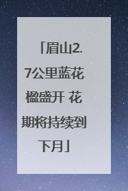 眉山2.7公里蓝花楹盛开 花期将持续到下月