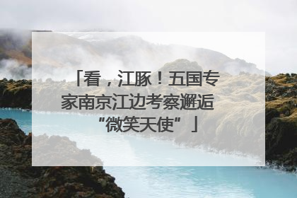 看，江豚！五国专家南京江边考察邂逅“微笑天使”