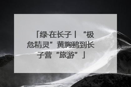 绿·在长子丨“极危精灵”黄胸鹀到长子营“旅游”