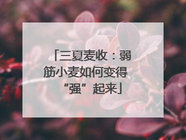 三夏麦收：弱筋小麦如何变得“强”起来