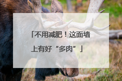 不用减肥！这面墙上有好“多肉”