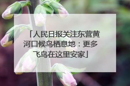 人民日报关注东营黄河口候鸟栖息地：更多飞鸟在这里安家