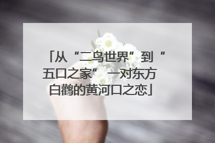 从“二鸟世界”到“五口之家” 一对东方白鹳的黄河口之恋