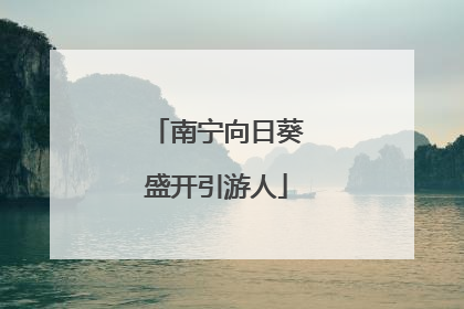 南宁向日葵盛开引游人