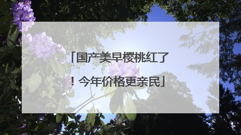 国产美早樱桃红了！今年价格更亲民