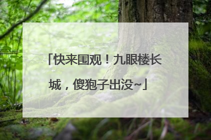 快来围观！九眼楼长城，傻狍子出没~