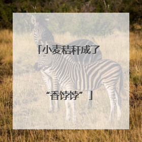 小麦秸秆成了“香饽饽”