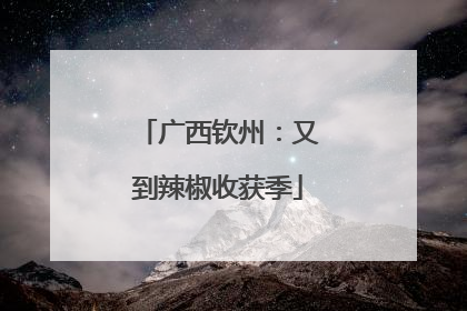 广西钦州：又到辣椒收获季