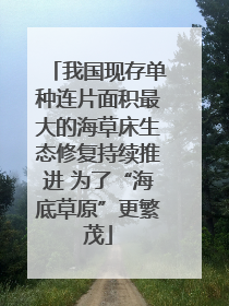 我国现存单种连片面积最大的海草床生态修复持续推进 为了“海底草原”更繁茂