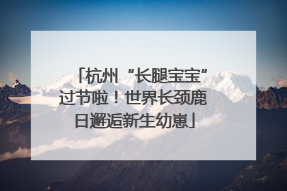 杭州“长腿宝宝”过节啦！世界长颈鹿日邂逅新生幼崽