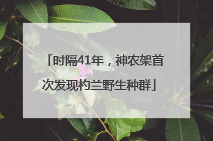 时隔41年，神农架首次发现杓兰野生种群