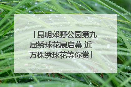 昆明郊野公园第九届绣球花展启幕 近万株绣球花等你赏