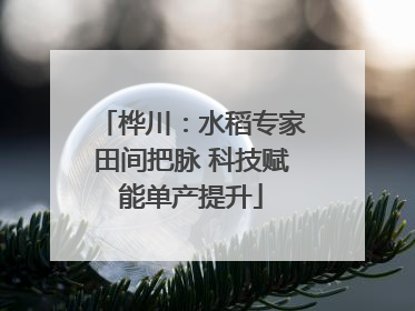 桦川：水稻专家田间把脉 科技赋能单产提升