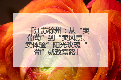 江苏徐州：从“卖葡萄”到“卖风景、卖体验”阳光玫瑰“葡”就致富路