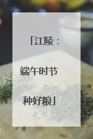 江陵：端午时节种好粮