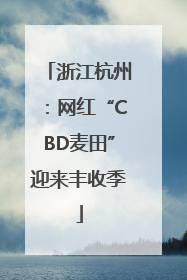 浙江杭州：网红“CBD麦田”迎来丰收季