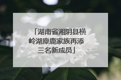 湖南省湘阴县横岭湖麋鹿家族再添三名新成员
