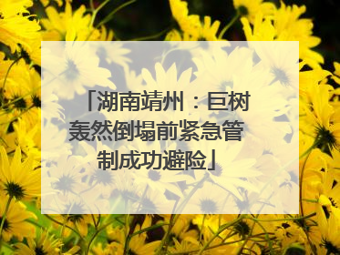 湖南靖州：巨树轰然倒塌前紧急管制成功避险