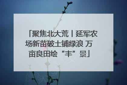 聚焦北大荒丨延军农场新苗破土铺绿浪 万亩良田绘“丰”景