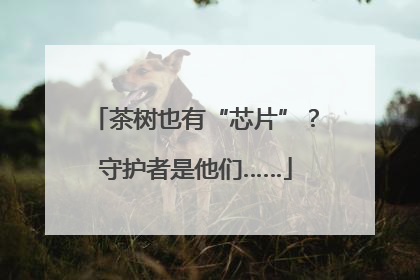 茶树也有“芯片”？守护者是他们……