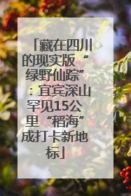 藏在四川的现实版“绿野仙踪”：宜宾深山罕见15公里“稻海”成打卡新地标