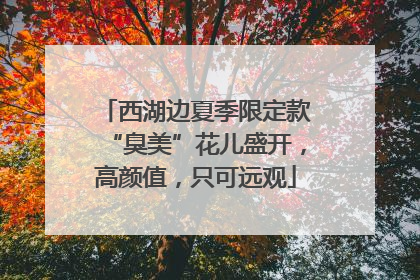 西湖边夏季限定款“臭美”花儿盛开，高颜值，只可远观
