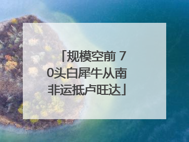 规模空前 70头白犀牛从南非运抵卢旺达