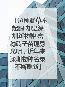 这种野草不起眼 却是深圳新物种 密穗砖子苗现身光明，近年来深圳物种名录不断刷新