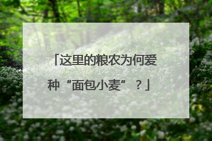 这里的粮农为何爱种“面包小麦”？