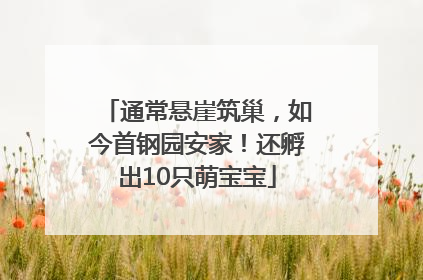 通常悬崖筑巢，如今首钢园安家！还孵出10只萌宝宝