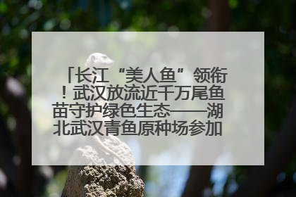 长江“美人鱼”领衔！武汉放流近千万尾鱼苗守护绿色生态——湖北武汉青鱼原种场参加2025年“全国放鱼日”增殖放流活动