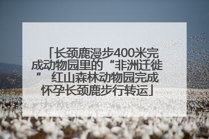 长颈鹿漫步400米完成动物园里的“非洲迁徙” 红山森林动物园完成怀孕长颈鹿步行转运