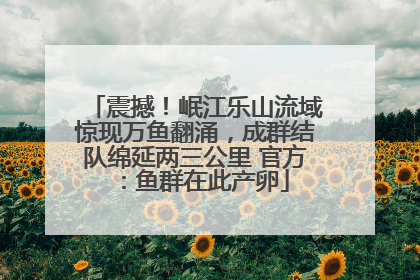 震撼！岷江乐山流域惊现万鱼翻涌，成群结队绵延两三公里 官方：鱼群在此产卵