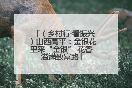 （乡村行·看振兴）山西高平：金银花里采“金银” 花香溢满致富路